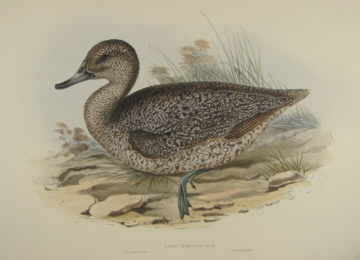 John Gould Birds of Australia